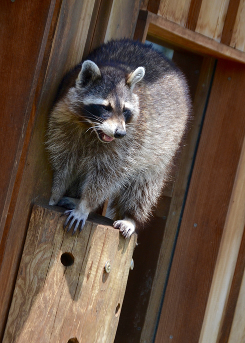 Sortie Zoo de la Garenne 2017 - 01 - La Maison Collonges