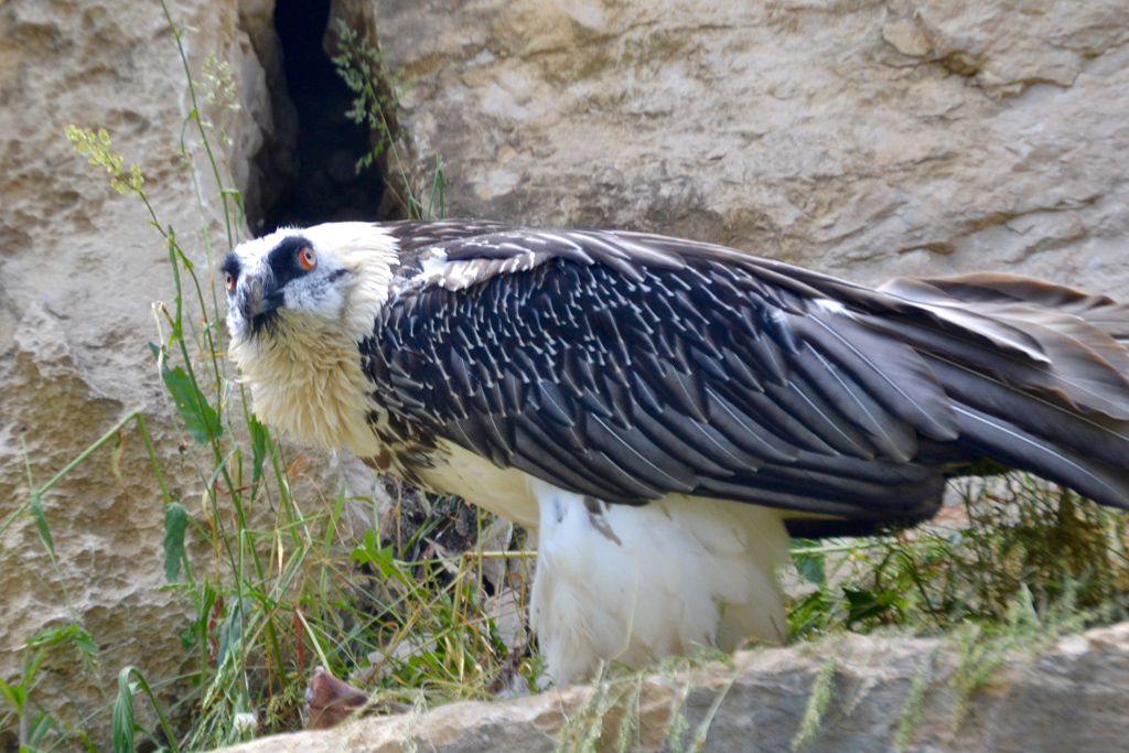 Sortie Zoo de la Garenne 2017 - 02 - La Maison Collonges