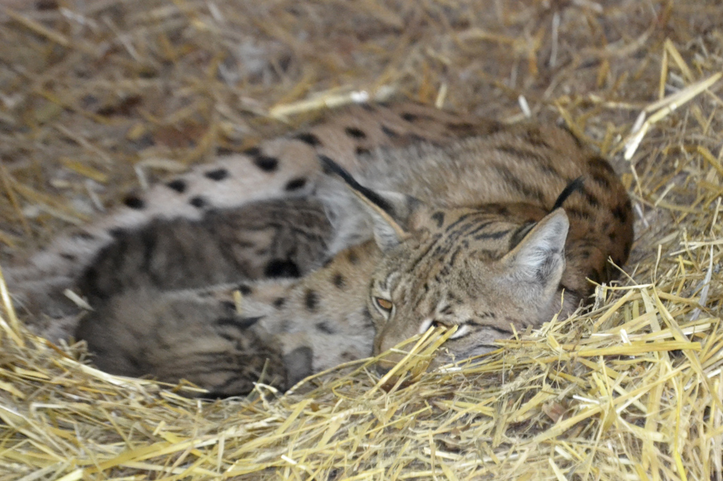 Sortie Zoo de la Garenne 2017 - 03 - La Maison Collonges