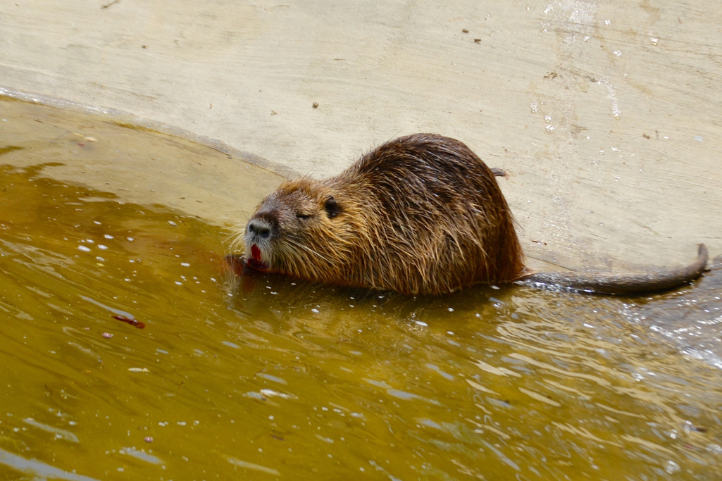 Sortie Zoo de la Garenne 2017 - 15 - La Maison Collonges