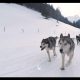 Attelage de chiens de traîneaux