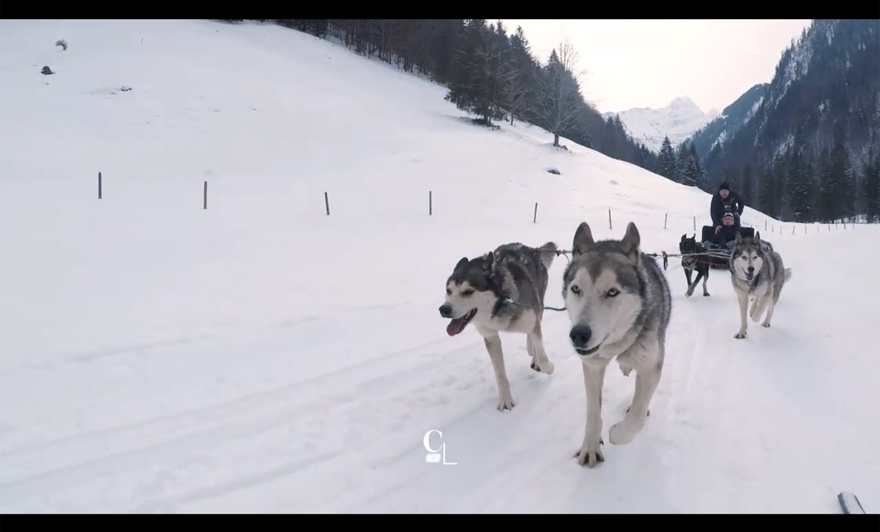 Attelage de chiens de traîneaux